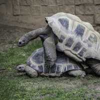 Two Giant Tortoises mating