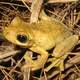 Tyler's Tree Frog - Litoria tyleri