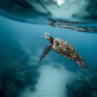 Underwater photo of a turtle