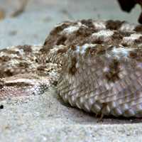 Venomous Viper Snake