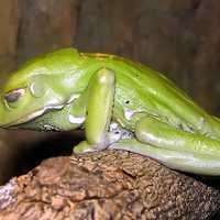 Waxy monkey leaf frog -- Phyllomedusa sauvagii