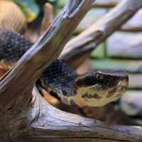 Western Cottonmouth