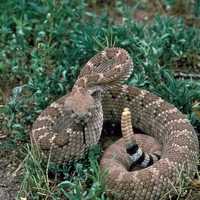 Western Diamondback Rattlesnake - Crotalus atrox