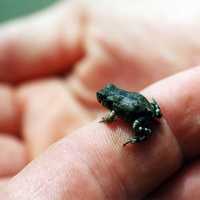 Western Toad on finger