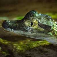 Young Baby Crocodile close-up