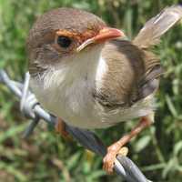 Young Superb fairywren - Malurus cyaneus