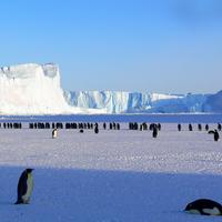 Colony of Penguins in Antarctica