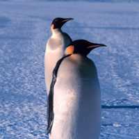 Penguins in Antarctica