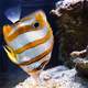  Copperband butterflyfish - Chelmon rostratus