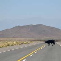 Cow crossing the road in Salta, Argentina