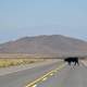 Cow crossing the road in Salta, Argentina