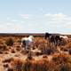 Horses in the grasses and shrubs of the Pampas in Argentina