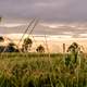 Grass Fields landscape in Argentina