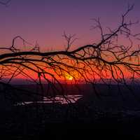 Sunset behind the tree branches beyond the horizon