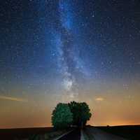 Milky way sky above the tree