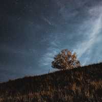 Stars over the trees and grass