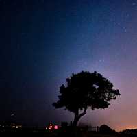 Stars with tree at night 
