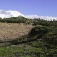 Montague Island Replanting in New South Wales, Australia