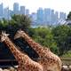 Giraffes at the Taronga Zoo in Sydney, New South Wales, Australia