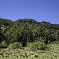 Shrubs and Hills in Lamington National Park, Queensland, Australia