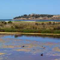 Victor Harbor Landscape with ducks