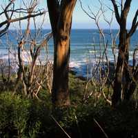 Coastline of Ottways National Park, Victoria, Australia