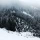 Snow-covered Pine Forest in the Mountains