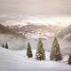 Winter landscape covered in snow with pine trees