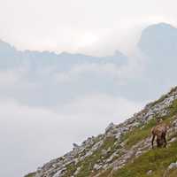 Goat standing on the Mountains in Nationalpark Gesaeuse Austria