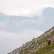 Goat standing on the Mountains in Nationalpark Gesaeuse Austria