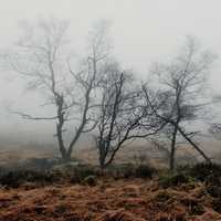 Foggy and Swampy Landscape in Belgium