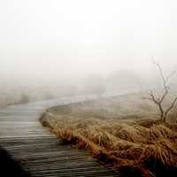 Misty boardwalk through the swamp in Belgium