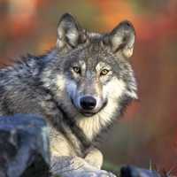 Grey Wolf wildlife in Banff National Park in Alberta, Canada