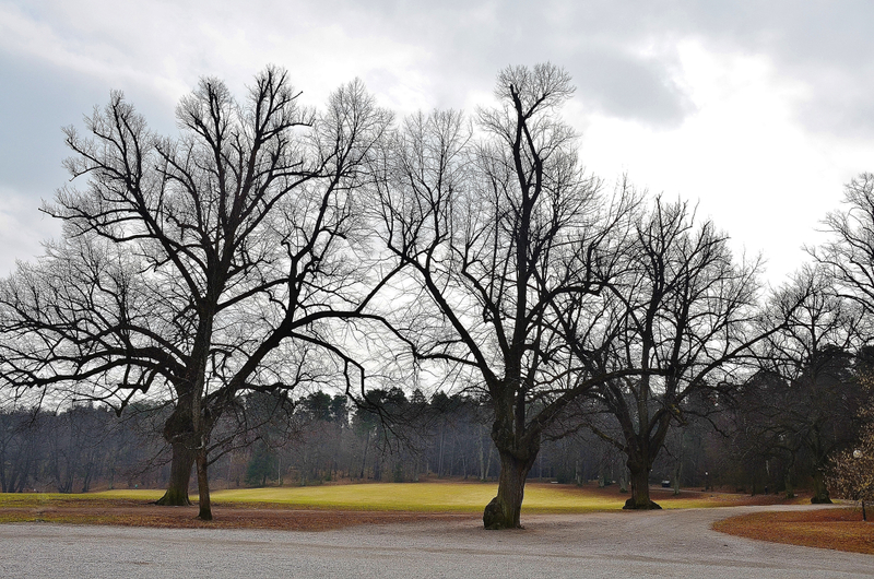 Leafless Trees At Banff National Park Alberta Canada Image Free