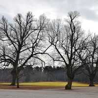 Leafless Trees at Banff National Park, Alberta, Canada