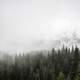 Pine Forest with trees and fog in Banff National Park