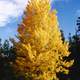 Aspen Trees in Yellow in Jasper National Park, Alberta, Canada