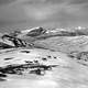 Caribou on the summit of Bald Hills in the winter in Jasper National Park, Alberta, Canada