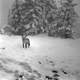 Fox in a snowstorm in Jasper National Park, Alberta, Canada