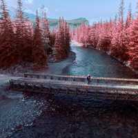 River Landscape with pink trees in Jasper National Park, Alberta, Canada