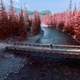 River Landscape with pink trees in Jasper National Park, Alberta, Canada