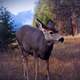 Young Deer Wildlife in Jasper National Park, Alberta, Canada