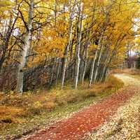 Woodland Path hiking trail in Fish Creek Park, Alberta