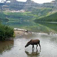 Moose taking a drink at Cameron lake at Waterton Lakes National Park, Alberta, Canada