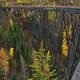 Myra Canyon with trees in British Columbia, Canada