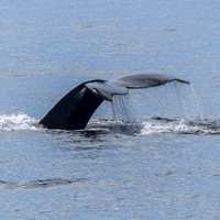 Whale going back into the Ocean in British Columbia, Canada