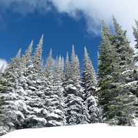 Winter Pine Forest in British Columbia, Canada