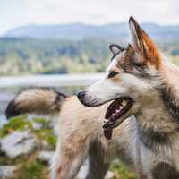 Dog in the landscape in Vancouver, British Columbia, Canada