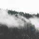 Fog over the trees in the forest in Vancouver, British Columbia, Canada