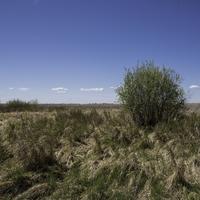 Grassy landscape with tree at Hecla Provincial Park